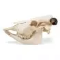Cranio di bue (Bos taurus) T30015