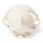 Cranio di gatto (Felis catus) T30020