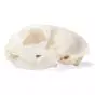 Cranio di gatto (Felis catus) T30020