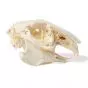 Cranio di coniglio - 3B Scientific