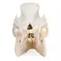 Cranio di maiale (Sus scrofa) T30016