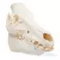 Cranio di maiale (Sus scrofa) T30016