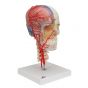 Modello di Cranio didattico di lusso BONElike in 7 parti A283