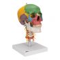 Modello didattico del cranio, su vertebre cervicali, in 4 parti A20/2