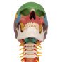 Modello didattico del cranio, su vertebre cervicali, in 4 parti A20/2
