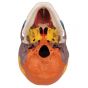 Modello didattico del cranio, su vertebre cervicali, in 4 parti A20/2