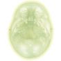 Cranio fluorescente A20/N