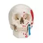 Cranio, modello classico, dipinto, in 3 parti A23
