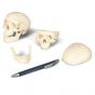 Modello di cranio in miniatura, in 3 parti A18/15