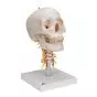 Cranio, modello classico, con vertebre cervicali, in 4 parti A20/1