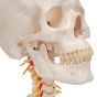 Cranio, modello classico, con vertebre cervicali, in 4 parti A20/1