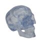 Cranio, modello classico, trasparente, in 3 parti A20/T