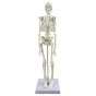 Mini scheletro anatomico umano 45cm Mediprem