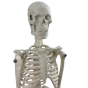 Mini scheletro anatomico umano 45cm Mediprem