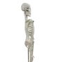 Mini scheletro anatomico umano 45cm Mediprem