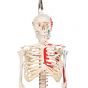 Mini scheletro "Shorty" A18/6 con rappresentazione a colori dei muscoli, su stativo pensile