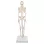 Mini scheletro, Shorty, su base A18