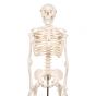 Mini scheletro, Shorty, su base A18