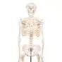 Mini scheletro, Shorty, su base A18