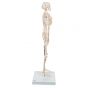 Mini scheletro, Shorty, su base A18