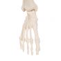 Mini scheletro "Shorty“, base pensile A18/1