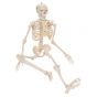 Mini scheletro "Shorty“, base pensile A18/1