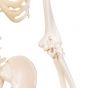 Mini scheletro "Shorty“, base pensile A18/1