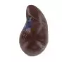 Modello anatomico del fegato Mediprem