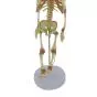 Modello anatomico dello scheletro di feto articolato Mediprem