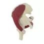 Modello di articolazione dell'anca umana con muscoli Mediprem