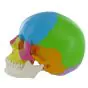 Modello del cranio anatomico articolato colorato in 22 pezzi versione didattica Mediprem