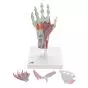 Modello di scheletro della mano con legamenti e muscoli M33/1