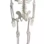 Scheletro umano in miniatura Shorty 85cm su base Mediprem