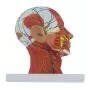 Modello della testa in rilievo con sezione mediana di Mediprem