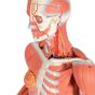 Figura con muscoli bisessuata, in 45 parti B50