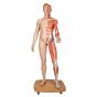 Figura con muscoli 3B Scientific a grandezza naturale, bisessuato, europea, in 39 parti B53