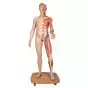 Figura con muscoli 3B Scientific a grandezza naturale, bisessuato, europea, in 39 parti B53