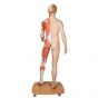 Figura con muscoli 3B Scientific a grandezza naturale, bisessuato, europea, in 39 parti B53