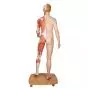 Figura con muscoli 3B Scientific a grandezza naturale, bisessuato, europea, in 39 parti B53