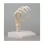 Modello flessibile di scheletro della mano umano Erler Zimmer 6003
