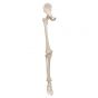 Scheletro della gamba con osso iliaco, destro A36R