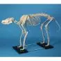 Modello di Scheletro di cane di grande taglia Erler Zimmer VET1640