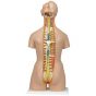 Torso umano bisessuato, modello di lusso, con schiena aperta, in 28 parti B35