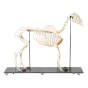 Modello completo di scheletro di cavallo T30014