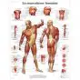 Poster scientifico VR2118UU 3B Scientific, 50 x 67 cm, sistema muscolare dell'uomo