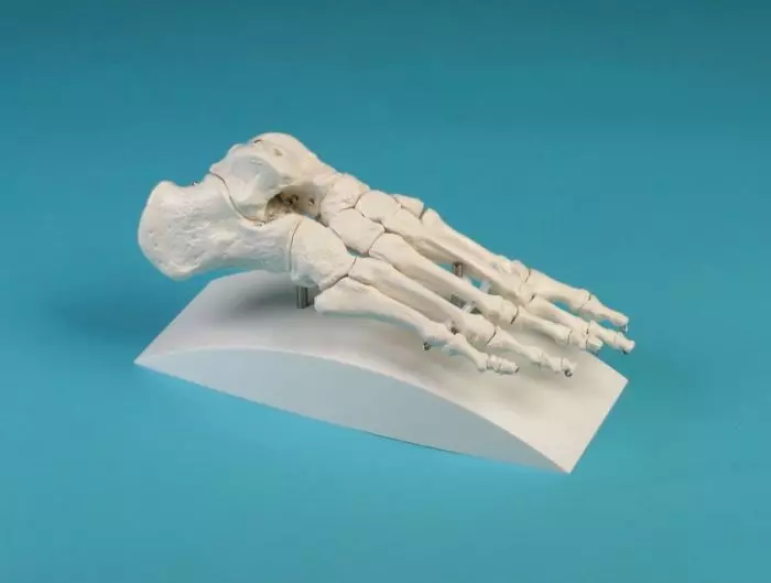 Modello anatomico di articolazione dello scheletro del piede, su stativo 6050S Erler Zimmer