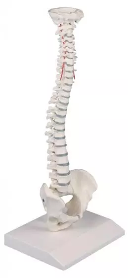 Colonna vertebrale elastica in miniatura Erler Zimmer 4001