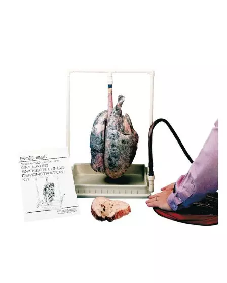 Polmone di maiale di dimostrazione modello fumatore R10061 Erler Zimmer