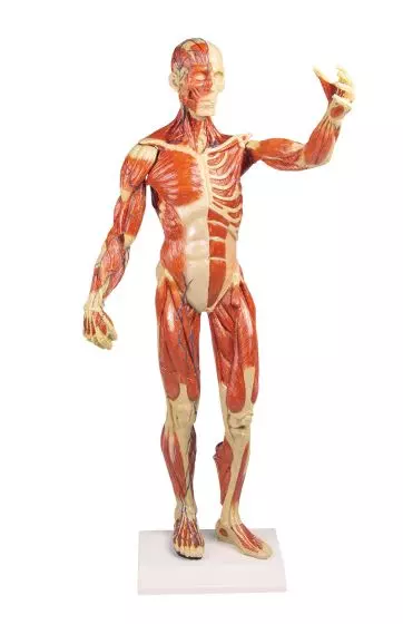 Modello anatomico di muscolatura B90 Erler Zimmer