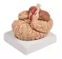 Modello anatomico di cervello con arterie in 9 parti C220 Erler Zimmer